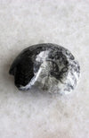 Goniatite Marine Fossil