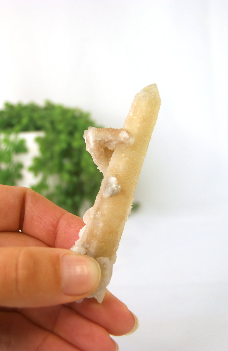 Witches Finger